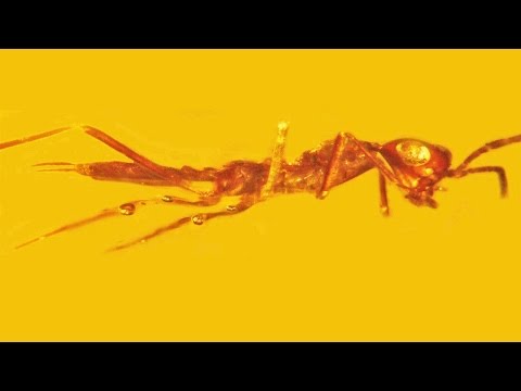 Aethiocarenus burmanicus - an exotic insect from mid-Cretaceous Myanmar amber