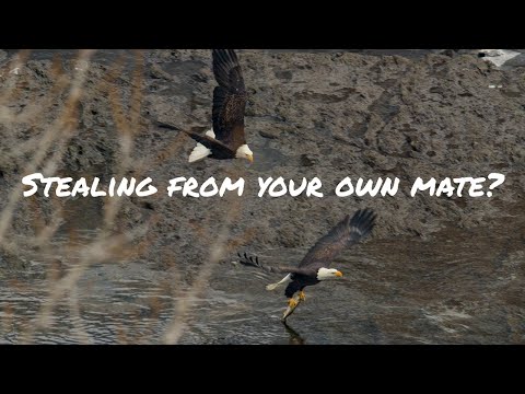 Female Bald Eagle Steals From Her Own Mate!