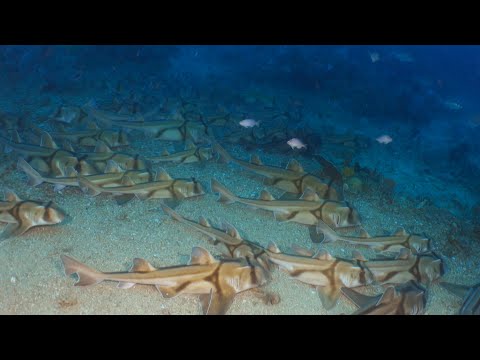 Thousands of sharks: girls-only shark slumber aggregating in deep water discovery.