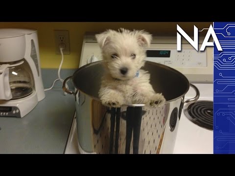 The Men Who Tried to Eat Every Animal (Including Puppy &amp; Human)