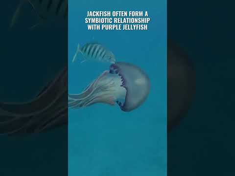 Juvenile Jackfish Guides Jellyfish