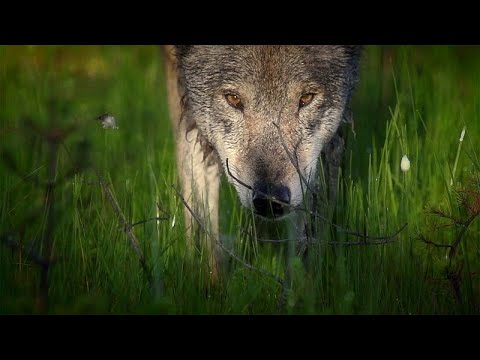 Belovezhskaya Pushcha: the oldest nature reserve in Europe