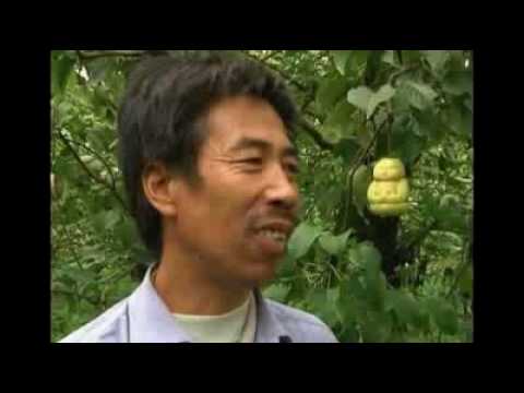 Farmer grows Buddha-shaped pears