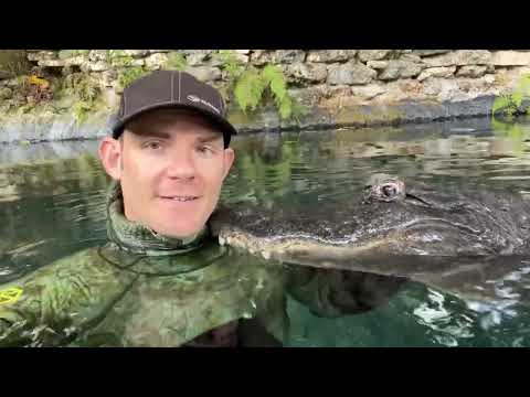 Why isn’t gator attacking you?!?!