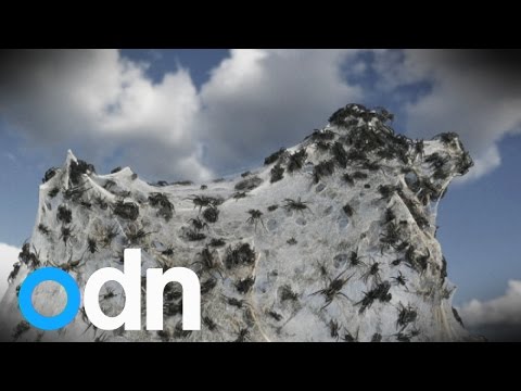 It&#039;s raining spiders! Spider rain phenomenon explained