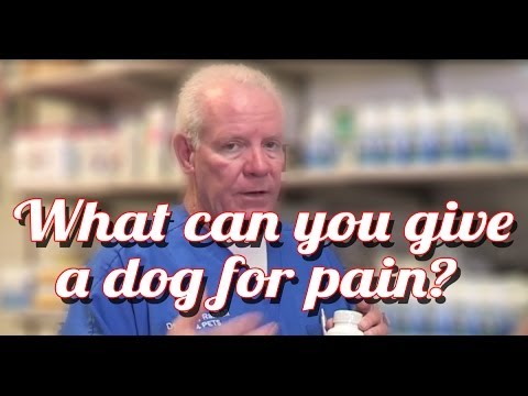 What Can I Give My Dog For Pain - Ask the Expert | Dr David Randall