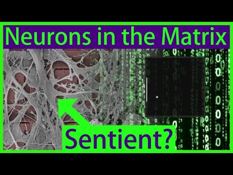 Lab-Grown &quot;Mini-Brain&quot; Learns Pong - Is This Biological Neural Network &quot;Sentient&quot;?