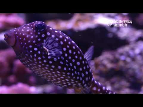 A Boxing Day Spotted Boxfish!