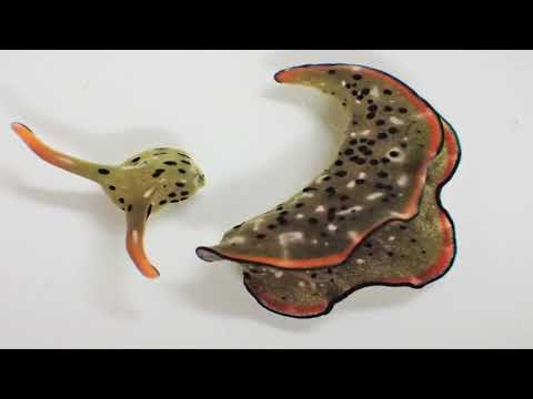 Sea Slug Decapitated Itself, Won&#039;t Leave Its Body