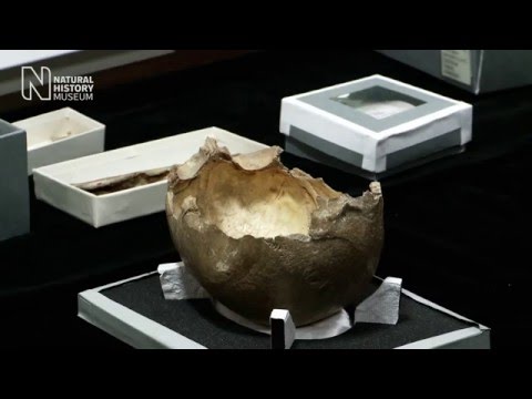 Cannibalism and skull-cups at Gough&#039;s Cave | Natural History Museum