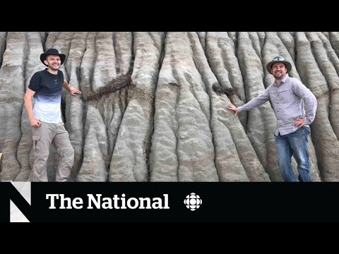 Rare dinosaur skin fossil discovered in Alberta