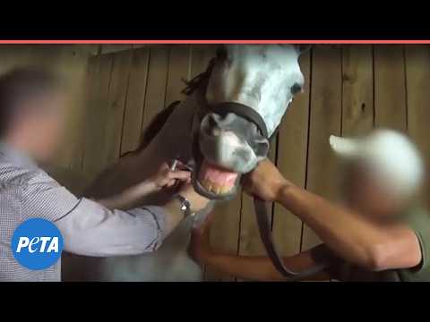 Horse Racing Exposed: Drugs and Death