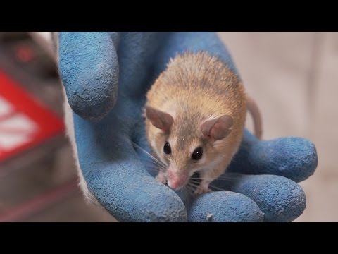 Regeneration Bonus: Ashley Seifert (2014 video)