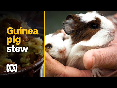 Eating guinea pigs: the ‘more ethical and sustainable meat’ | Food &amp; Recipes | ABC Australia