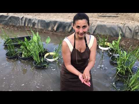 Leech Farm Lake Setup &amp; Habitat: Tsetsi &amp; Leech Boss Leech.com. Как се структурира ферма за пиявици?