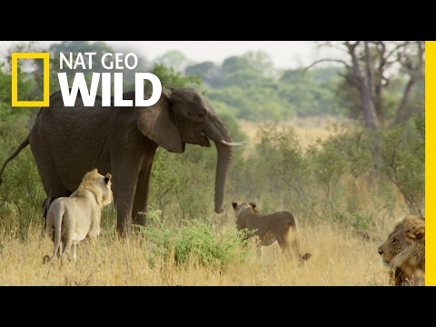 Fending Off The Enemy | Elephant: King of the Kalahari
