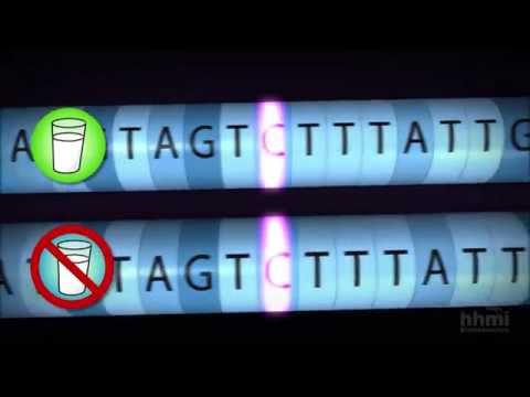 The Evolution of Lactose Tolerance — HHMI BioInteractive Video
