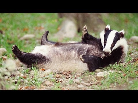 Badger discovers medieval pagan warriors in underground tomb