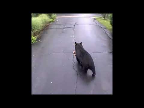 Jeff Bear-zos? Amazon Package Swiped From Driveway by Unexpected Thief