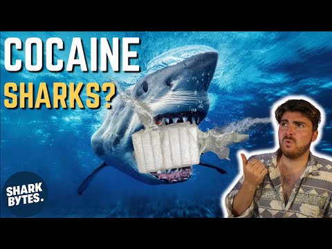 Are Sharks Really Getting High on COCAINE!?