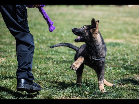 Meet China&#039;s first cloned police puppy