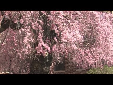 Capone Cherry Tree at Union Memorial