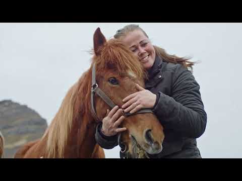 How Iceland’s Horses Learned to Type Emails