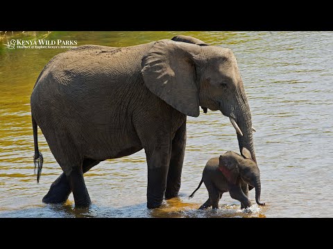 Why Do Elephants Form Matriarchal Families?