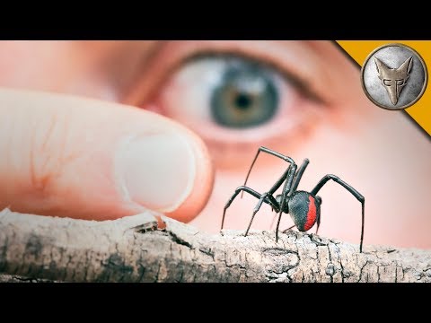 MORE DANGEROUS than a Black Widow?!