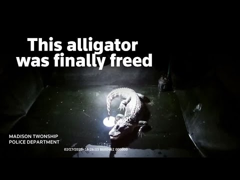 An Alligator is rescued after being locked in a basement for 25 years