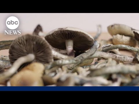 Oregon allows legal &#039;Magic Mushrooms&#039; access to improve mental health