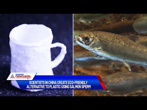 Plastic from salmon sperm? Chinese scientists create eco-friendly alternative | Asianet Newsable