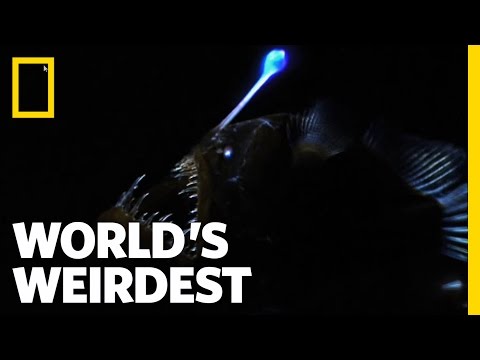 Weird Killer of the Deep | World&#039;s Weirdest