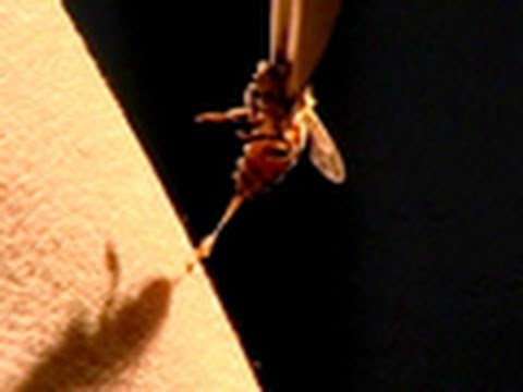 Bee Therapy | National Geographic