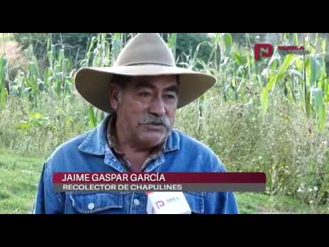 La producción de chapulines