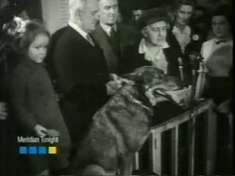 Antis-WWII dog
