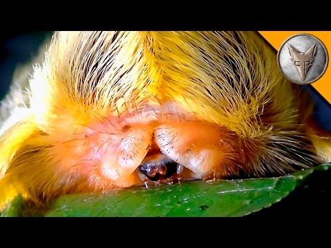 FURRY PUSS CATERPILLAR!