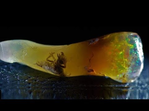 Fossilized Insect Discovered in Opal! &amp; OPAL DEPOSITS found on MARS NASA Reveals!