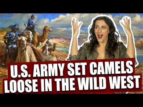 That time the U.S. Army set feral camels loose in the Wild West