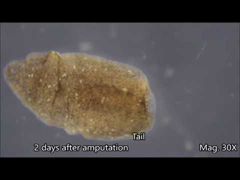 Planaria Regeneration Time-lapse