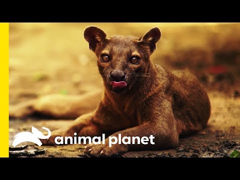 The Fabulous Fossa: Madagascar&#039;s Greatest Predator
