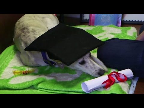 Dog Gets MBA - Fake University Issues Fake Degrees - American University of London (Michael Nimier)