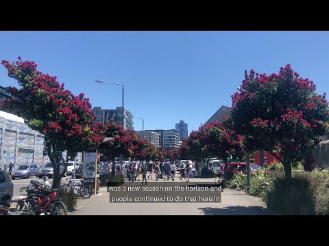 Pōhutukawa: The New Zealand Christmas tree