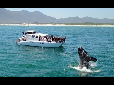 Whale Watching in South Africa - Southern Right Charters