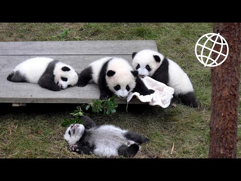 Giant Panda Breeding Center, Chengdu, China [Amazing Places 4K]