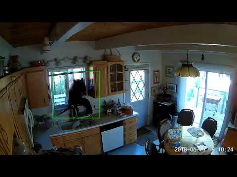 South Lake Tahoe Bear Home Invasion 4