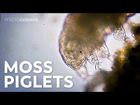 Tardigrades: Chubby, Misunderstood, &amp; Not Immortal