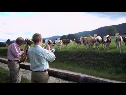 Jazz for Cows