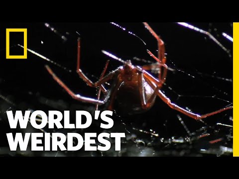 Deadly Mating | World&#039;s Weirdest