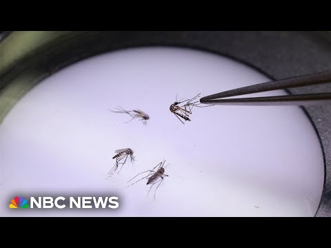 More than a third of states confirm cases of the West Nile virus